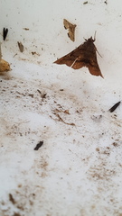 Erastria decrepitaria