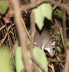 Ototylomys phyllotis