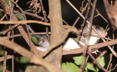 Ototylomys phyllotis