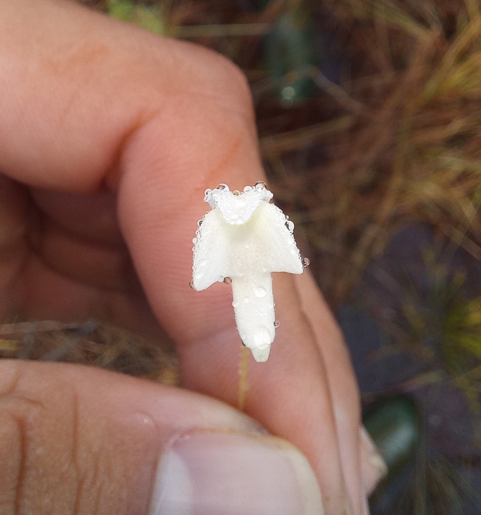 Utricularia cucullata A.St.-Hil. & Girard