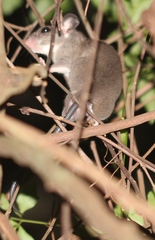 Ototylomys phyllotis