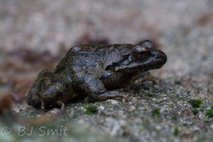 Greek Stream Frog photo 4