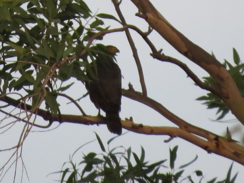 Bicolored Hawk (Astur bicolor), photo 9