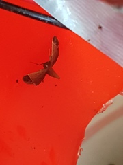 Hypsopygia amoenalis