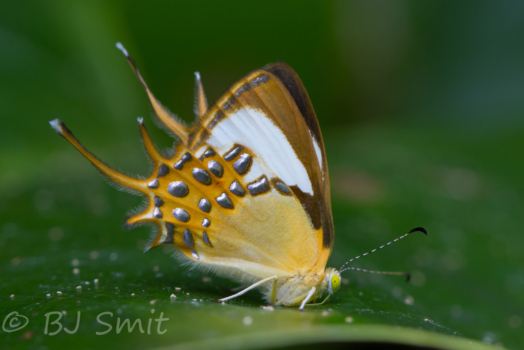ミツオシジミタテハ雌 ミツオシジミタテハ (Helicopis cupido) · iNaturalist