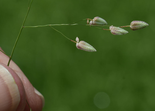 Eragrostis unioloides