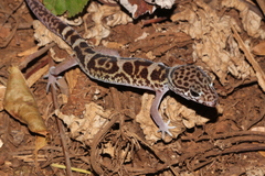Coleonyx mitratus