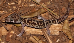 Coleonyx mitratus