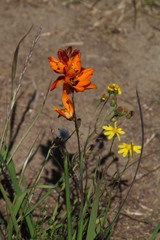 Ixia maculata
