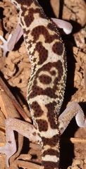 Coleonyx mitratus