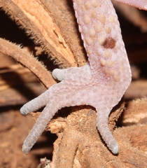 Coleonyx mitratus