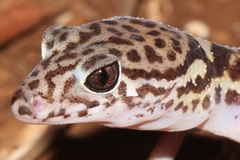 Coleonyx mitratus