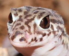 Coleonyx mitratus