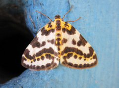 Abraxas grossulariata