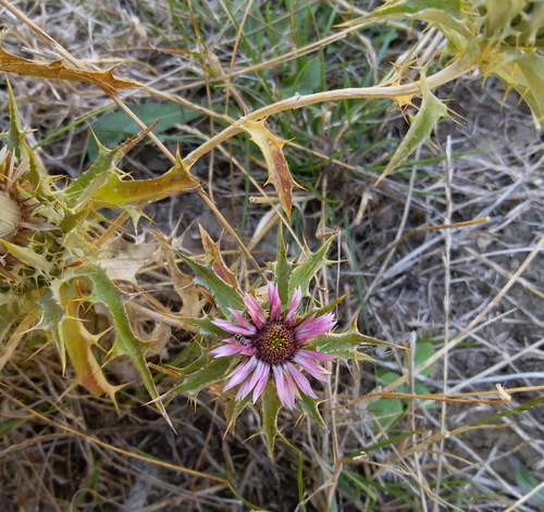 Carlina lanata (Carlina lanata)