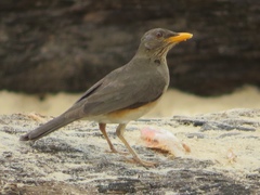 Turdus pelios