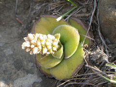 Crassula compacta