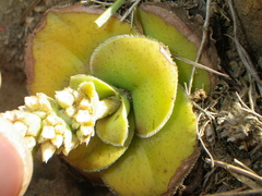 Crassula compacta