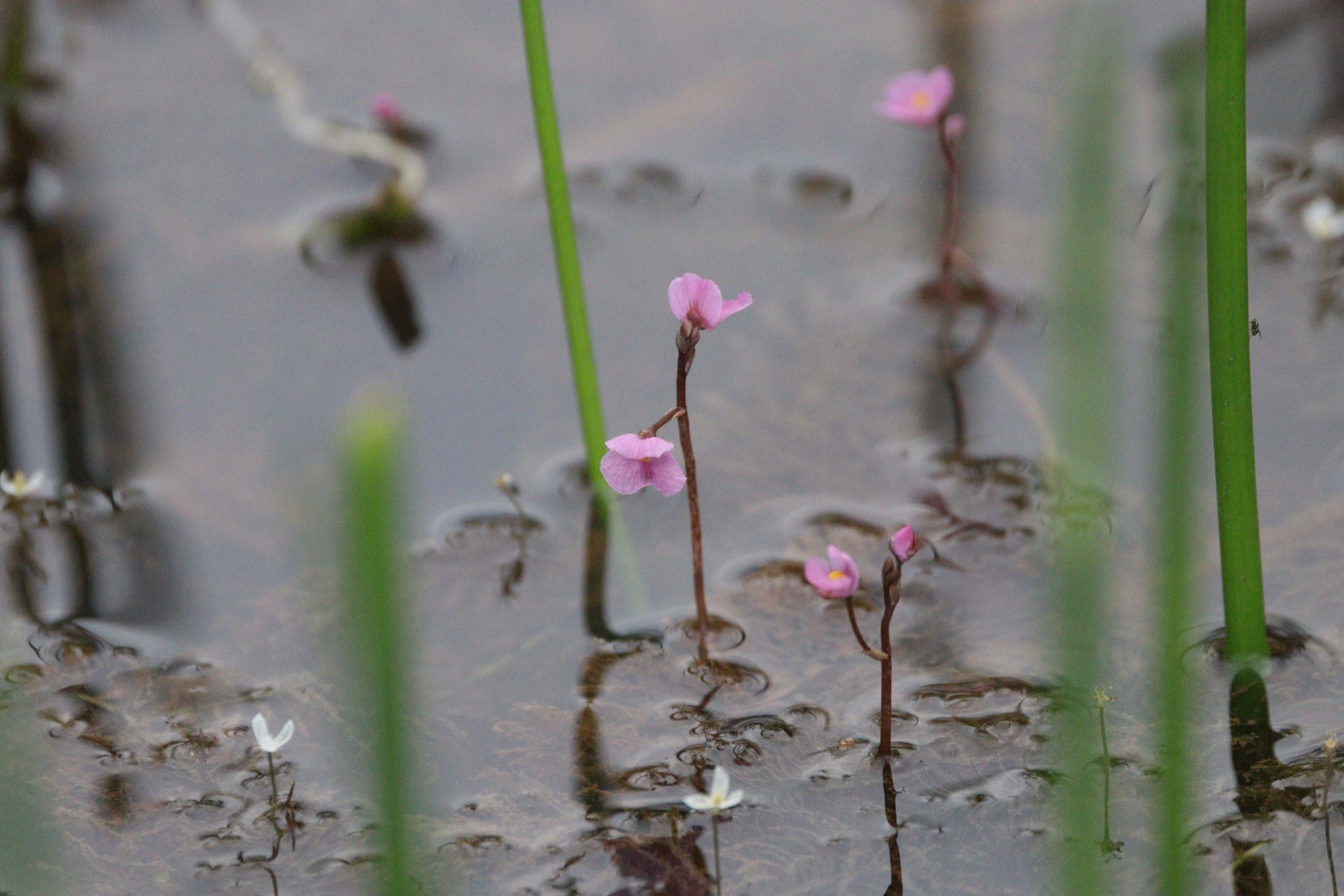 Utricularia hydrocarpa