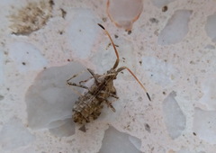 Centrocoris spiniger