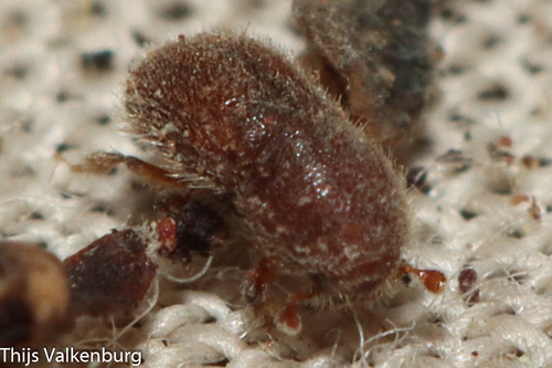 Dactylotrypes