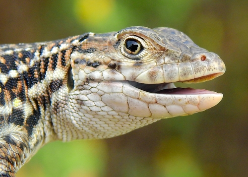 Spiny-footed Lizard, photo 6 of 10