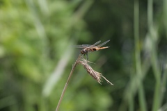 Tramea transmarina euryale