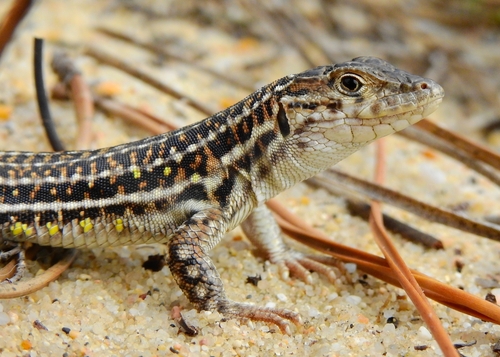 Spiny-footed Lizard, photo 5 of 10