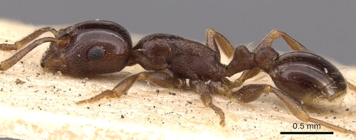 Temnothorax wollastoniTemnothorax wollastoni