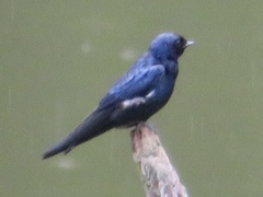 Hirundo nigrita