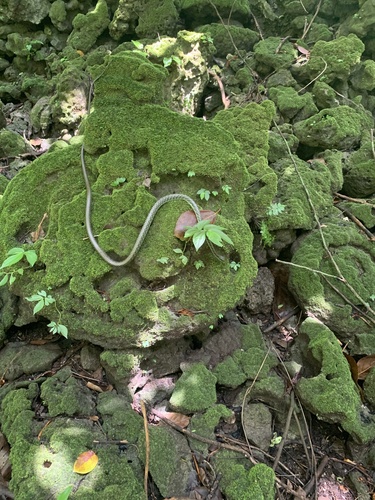 Palau Tree Snake