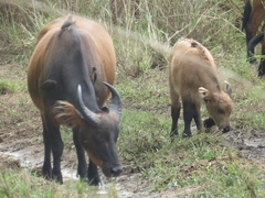 Syncerus caffer nanus