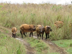 Syncerus caffer nanus