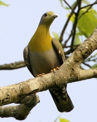 Yellow-Footed Green Pigeon photo 4