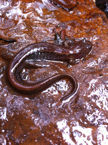 Desmognathus fuscus