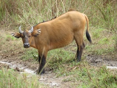 Syncerus caffer nanus