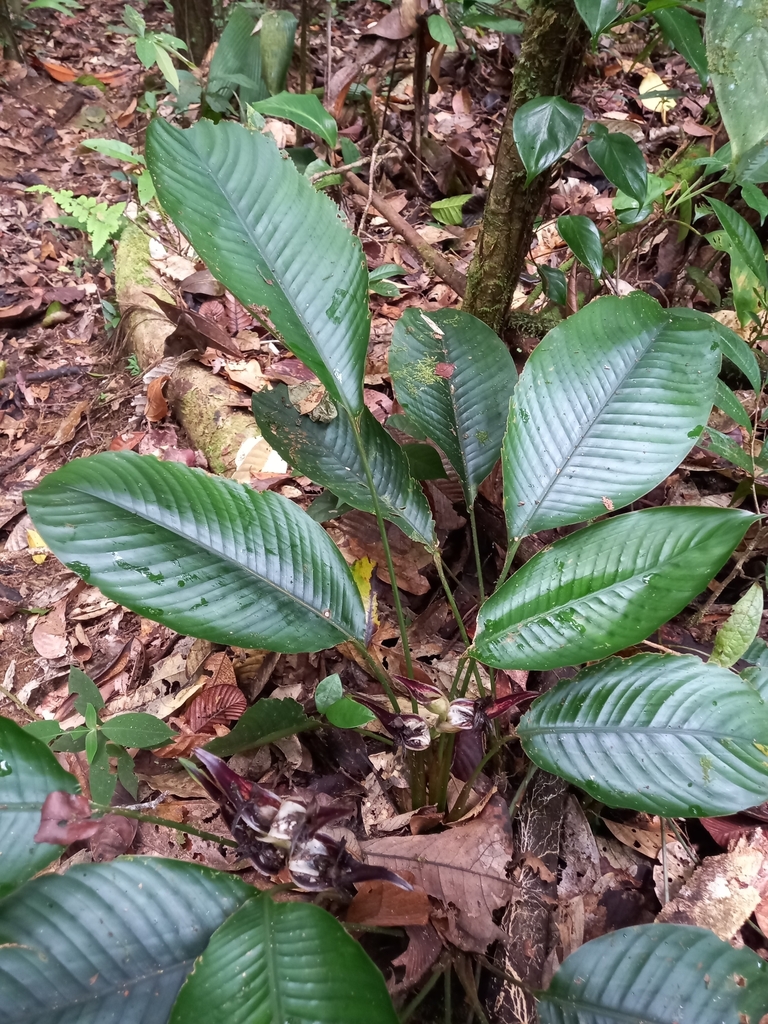 Heliconia lourteigiae
