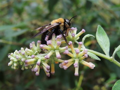 Xylocopa virginica texana