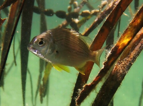 Australian sea bream (Acanthopagrus australis) — Sparidae — 5