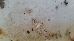 Conchylodes erinalis