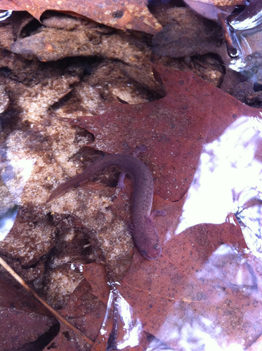 Pseudotriton ruber