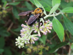 Xylocopa virginica texana