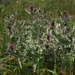 Swamp Thistle - Photo (c) Elaine with Grey Cats, some rights reserved (CC BY-SA)