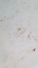 Diaphania costata