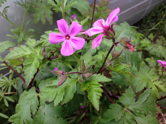 Geranium yeoi