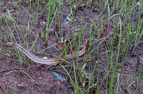 Javan Keelback