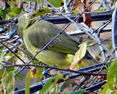 Chlorocichla flaviventris