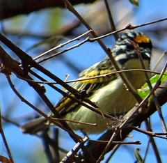 Pogoniulus chrysoconus