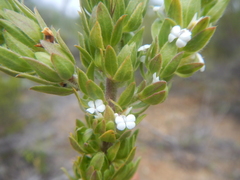 Muraltia alba