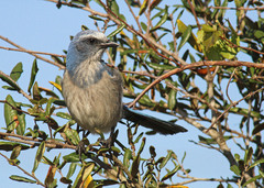 Florida Scrub Jay photo 2